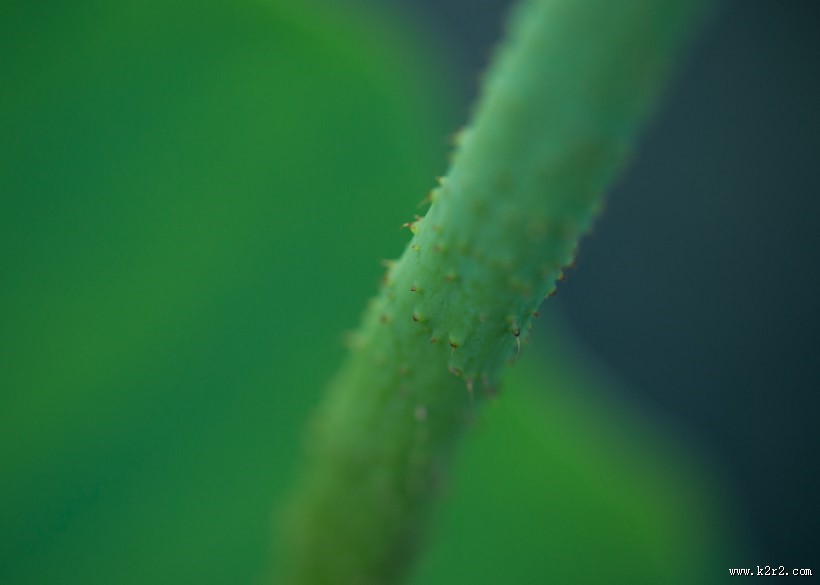 夏天绿色的荷叶图片