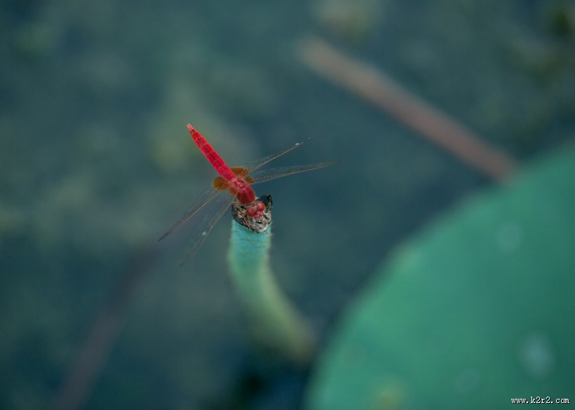 夏天绿色的荷叶图片