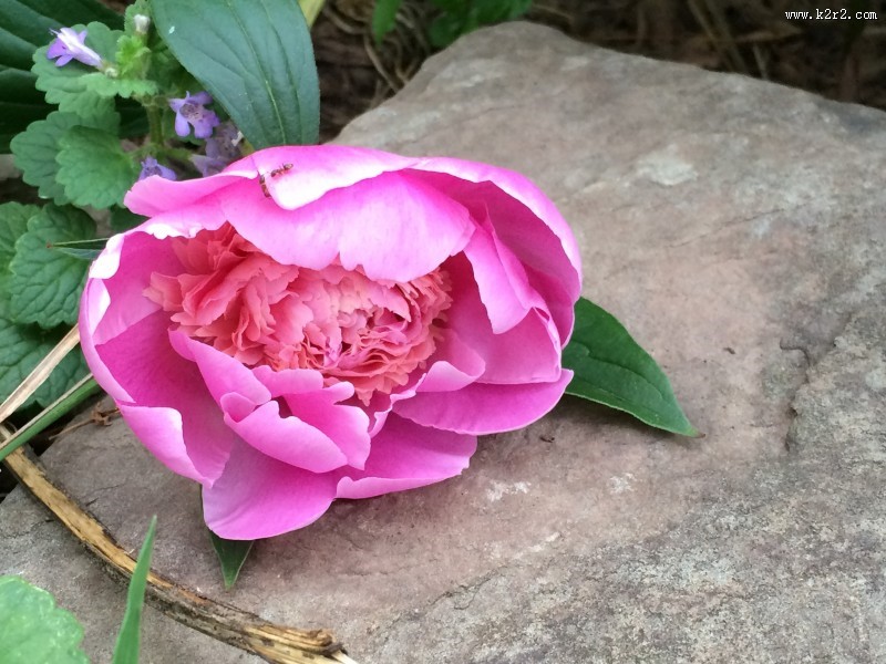 各种颜色的牡丹花图片大全