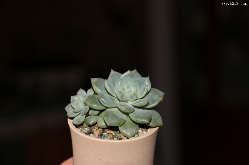 可爱多肉植物图片