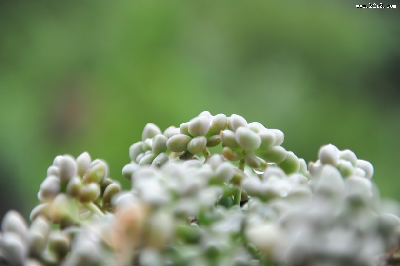 可爱多肉植物图片