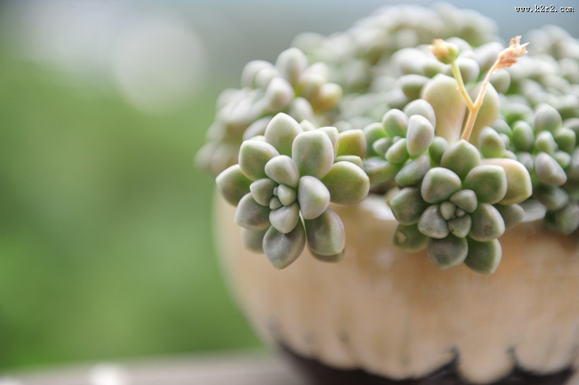 可爱多肉植物图片