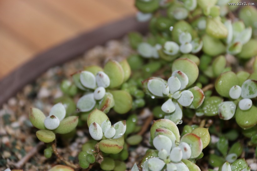 可爱多肉植物图片