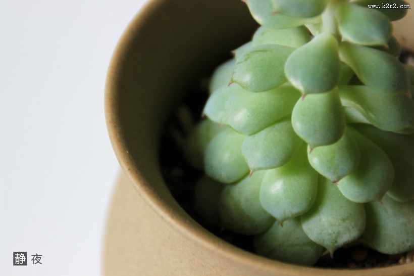 可爱多肉植物图片