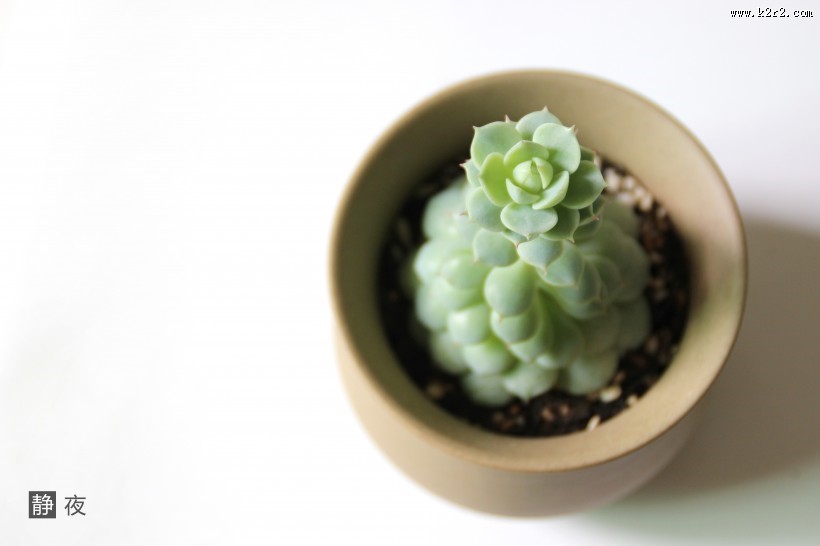 可爱多肉植物图片