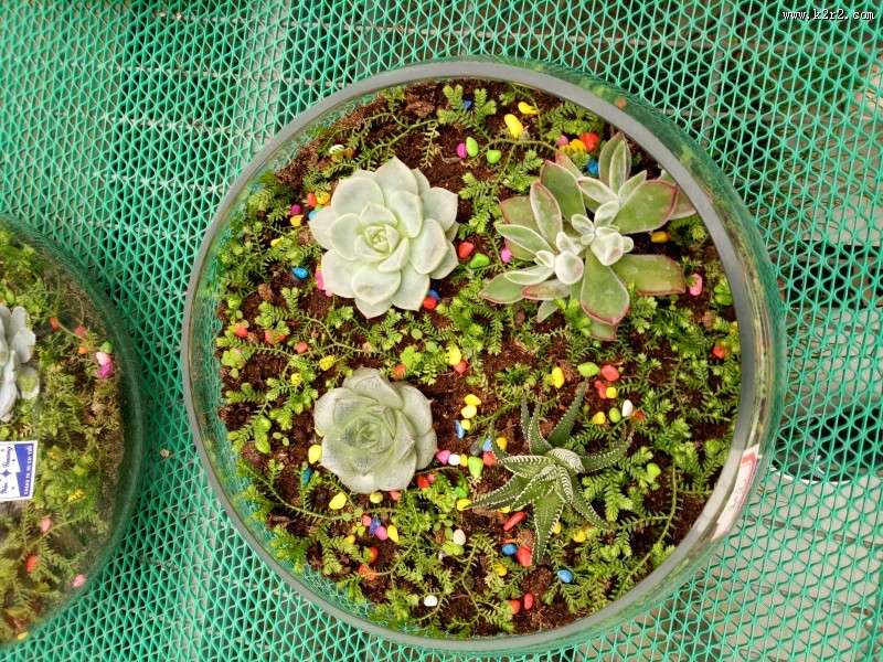 可爱多肉植物图片