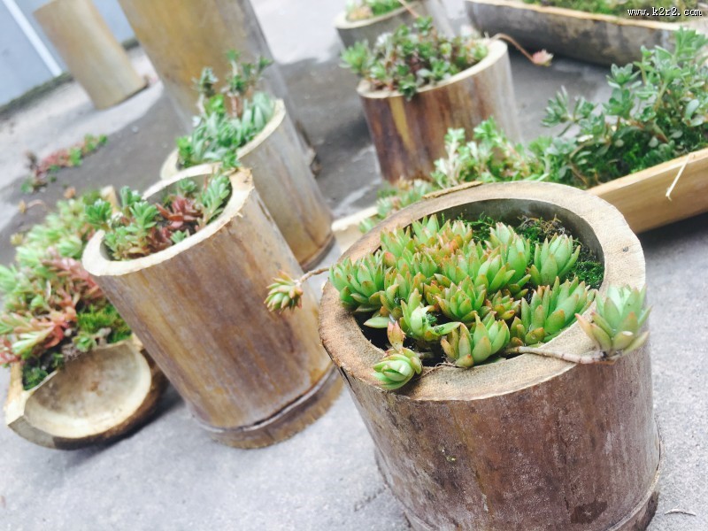 可爱多肉植物图片