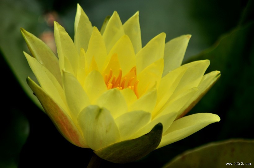 清幽淡雅的荷花图片