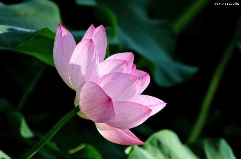 清幽淡雅的荷花图片