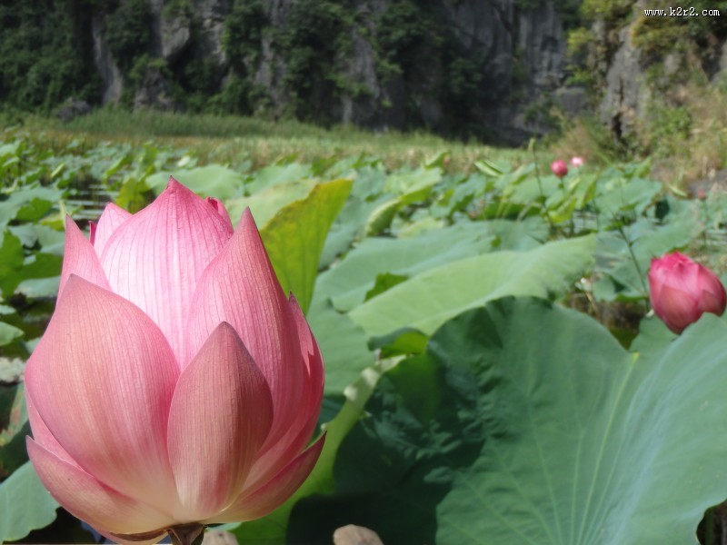 清幽淡雅的荷花图片