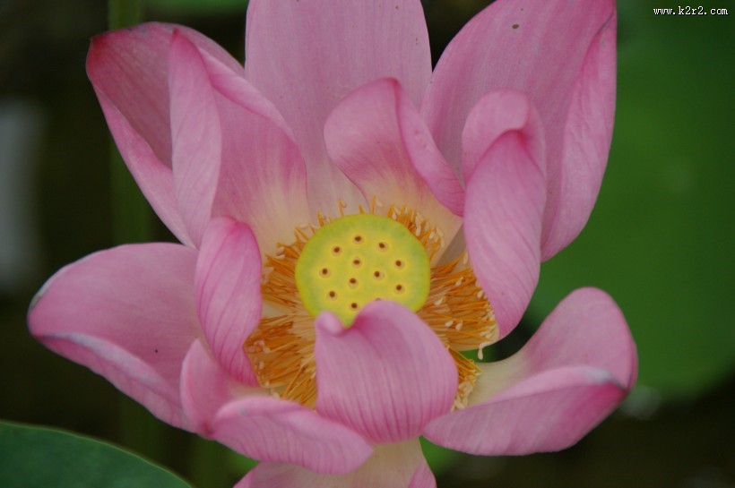 清幽淡雅的荷花图片