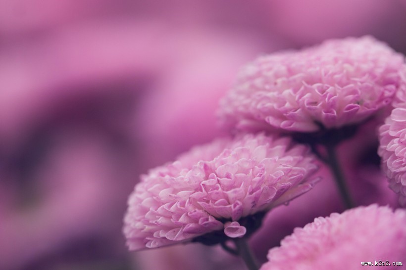 漂亮的紫色菊花微距图片