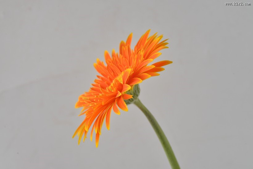 各种颜色的非洲菊图片