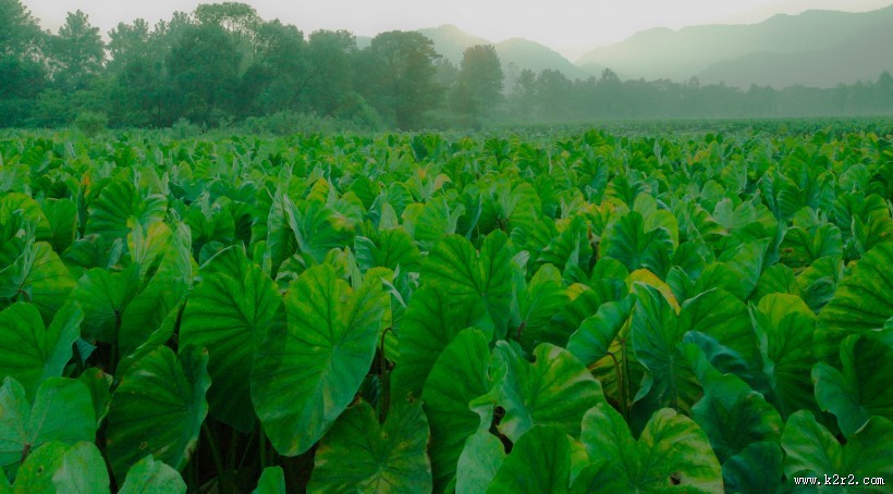 绿色的芋田图片
