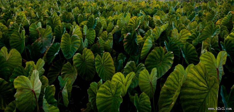 绿色的芋田图片