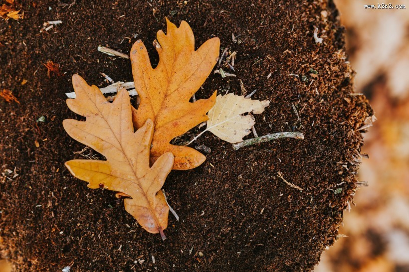 深秋泛黄的落叶图片