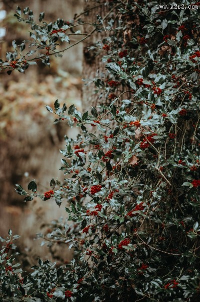冬青树上深红的果实