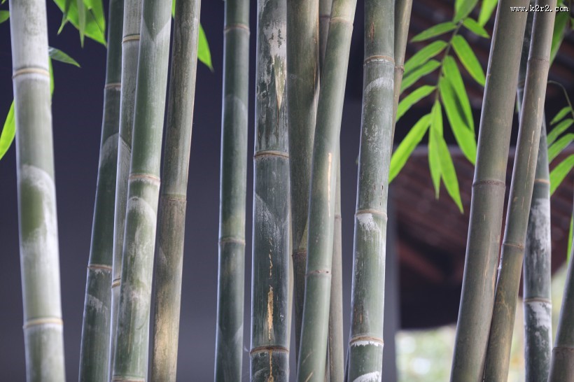 翠绿挺拔的竹子图片大全