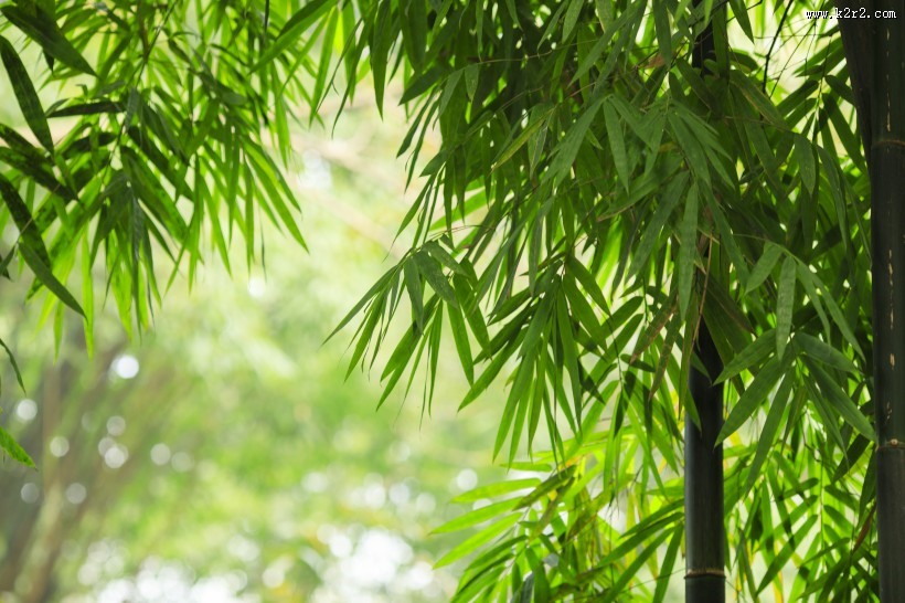 翠绿挺拔的竹子图片大全