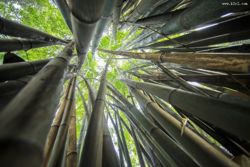 翠绿挺拔的竹子图片大全