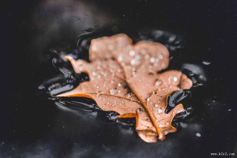 深秋的落叶图片