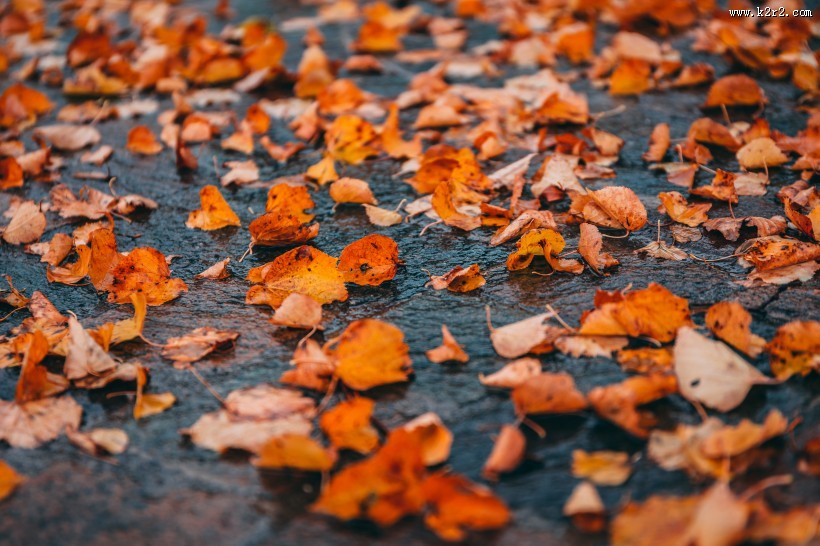 深秋的落叶图片