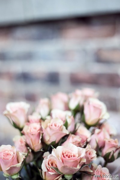 粉色的玫瑰花图片