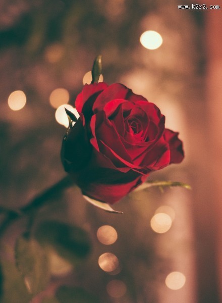 鲜艳的红玫瑰图片大全