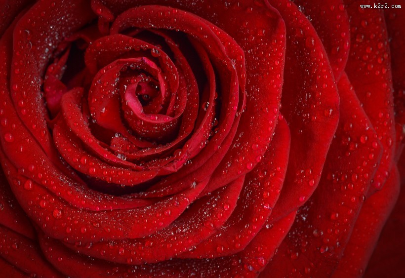 鲜艳的红玫瑰图片大全