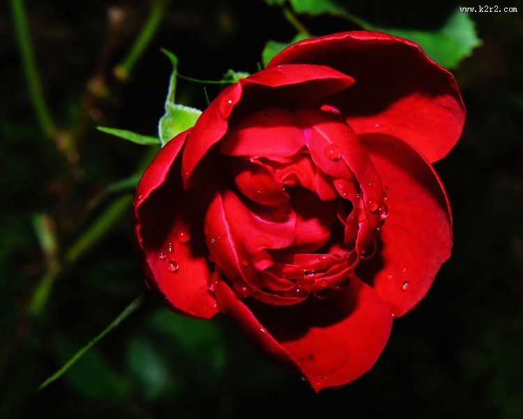 鲜艳的红玫瑰图片大全