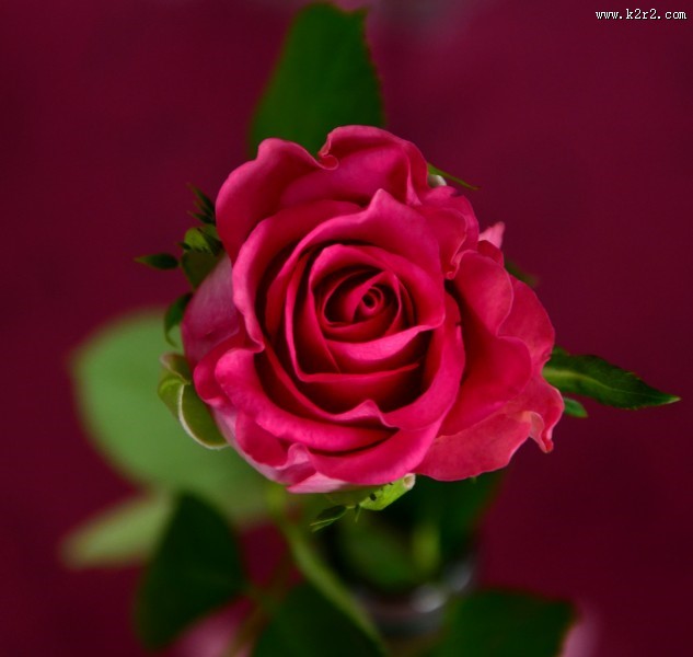 鲜艳的红玫瑰图片大全