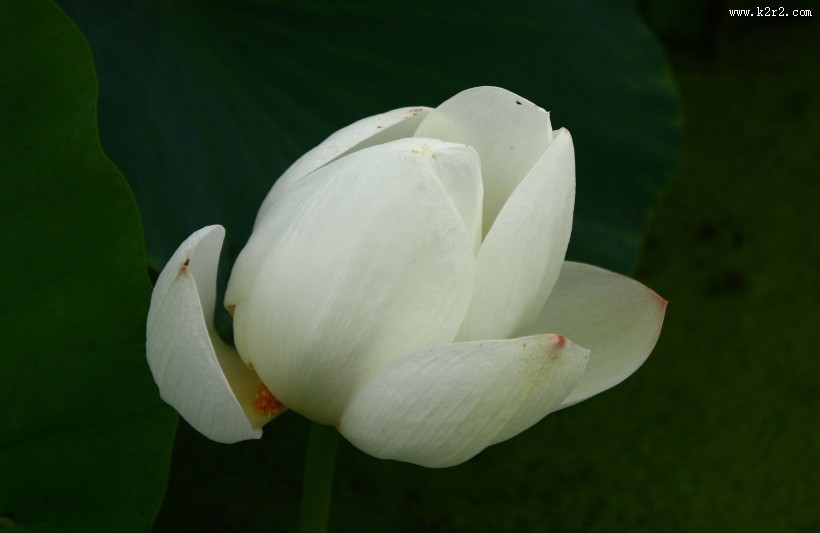 洁白的荷花图片大全