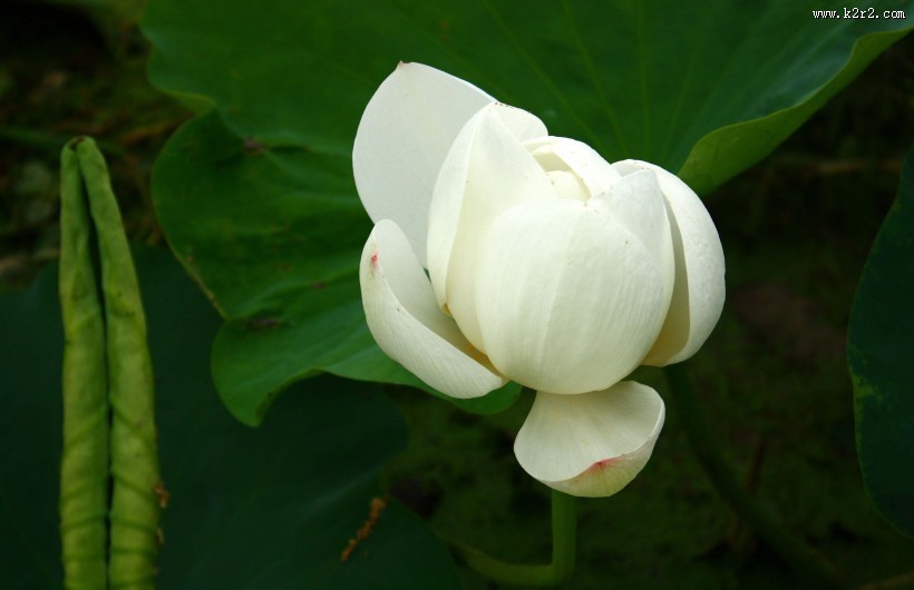 洁白的荷花图片大全