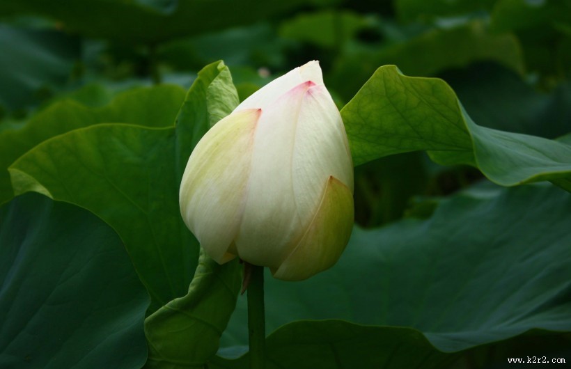 洁白的荷花图片大全