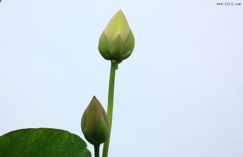 洁白的荷花图片大全