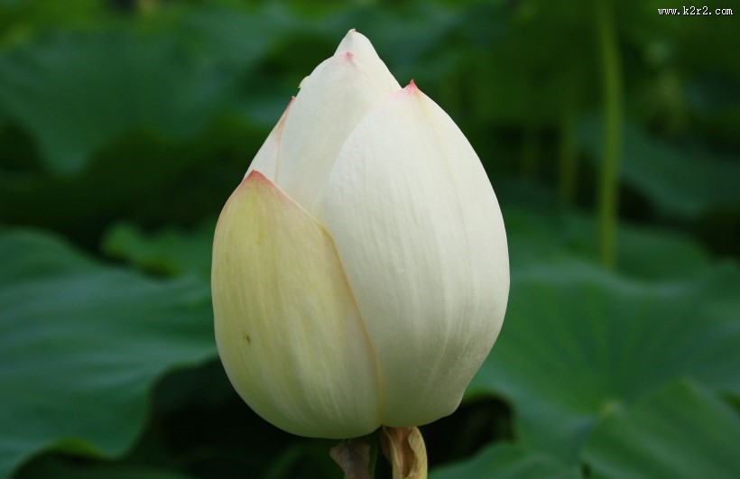 洁白的荷花图片大全
