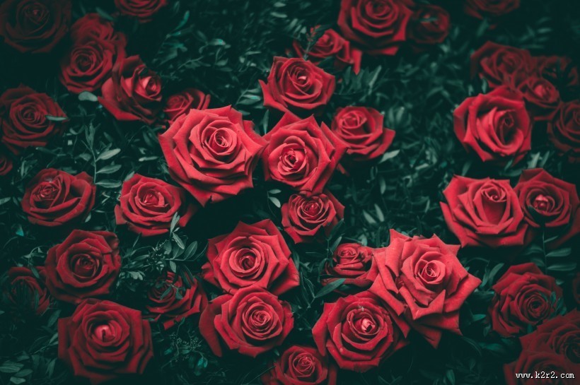 红玫瑰高清图片大全