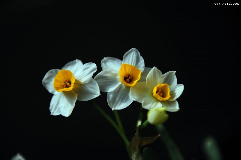 洁白的水仙花图片