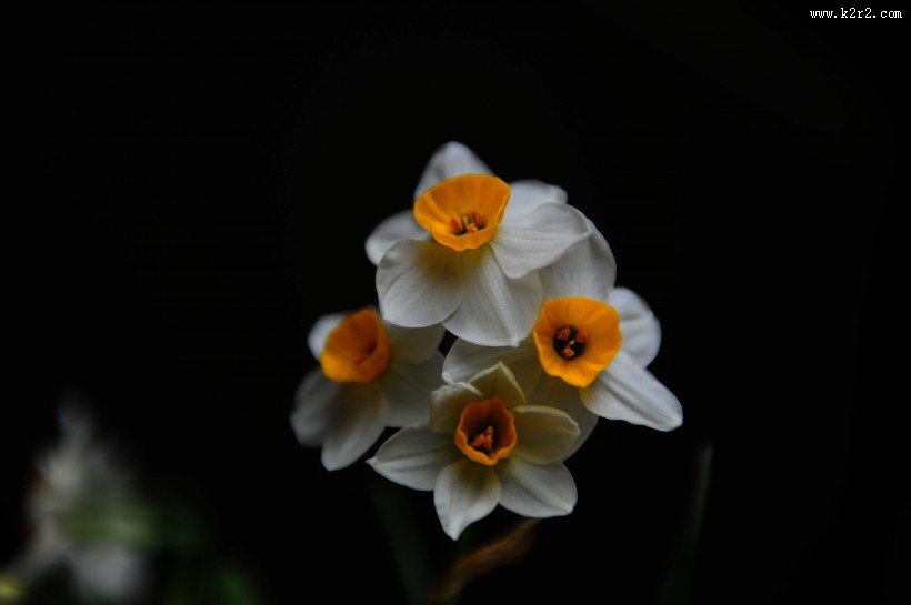 洁白的水仙花图片