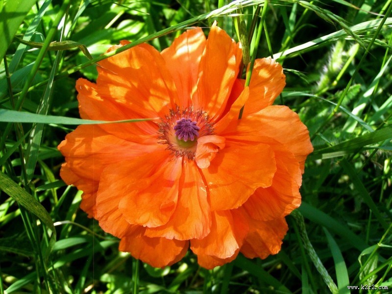 力十足的罂粟花图片