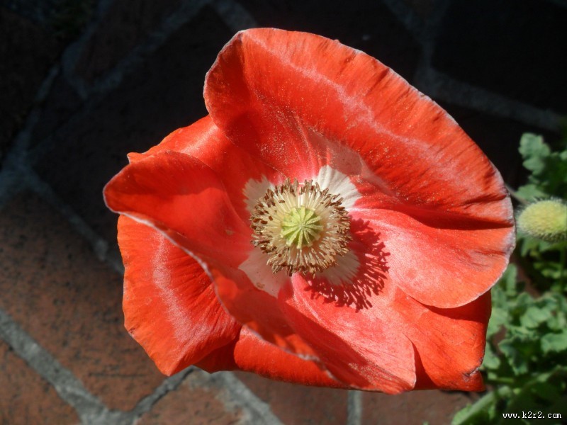 力十足的罂粟花图片