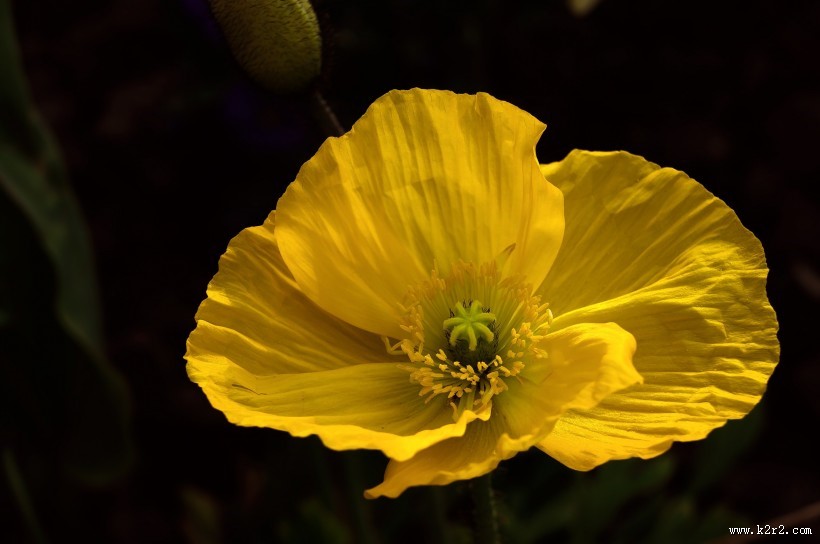 力十足的罂粟花图片