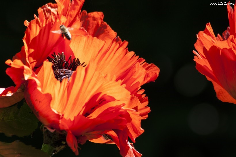 力十足的罂粟花图片