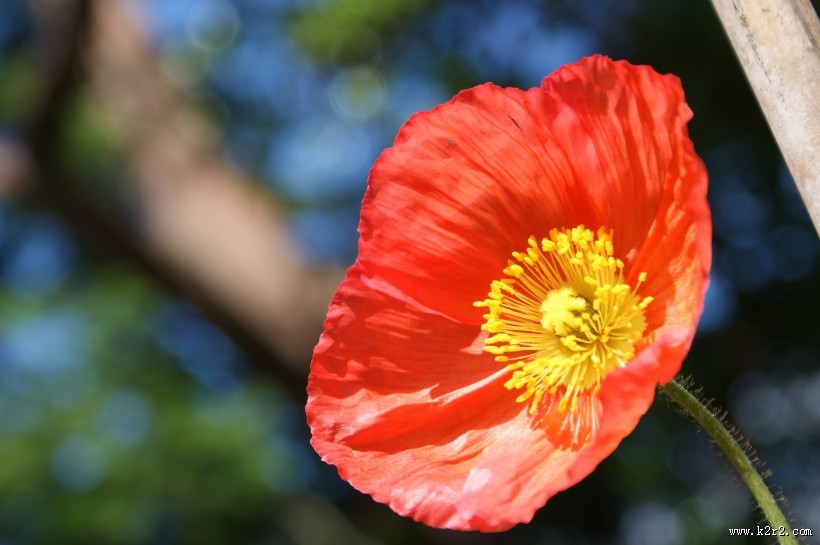 力十足的罂粟花图片