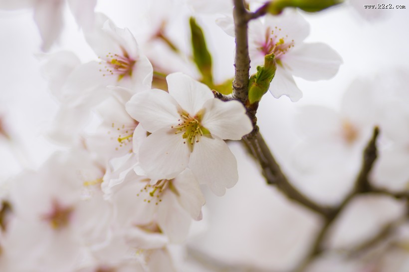 粉艳的樱花图片大全