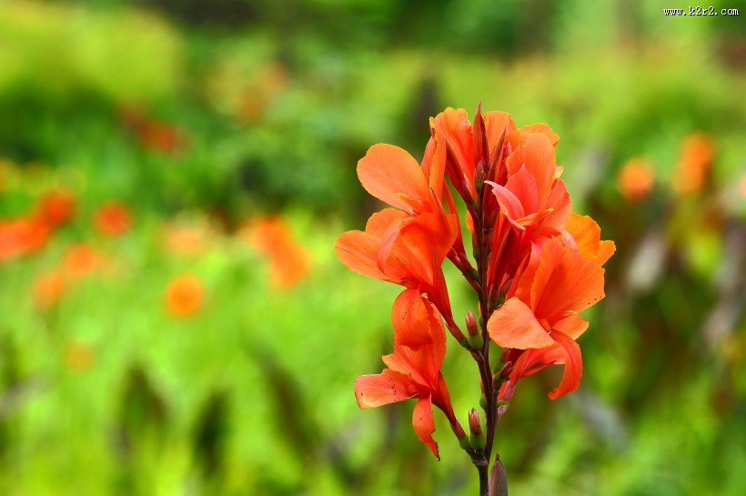 阳光下的美人蕉图片