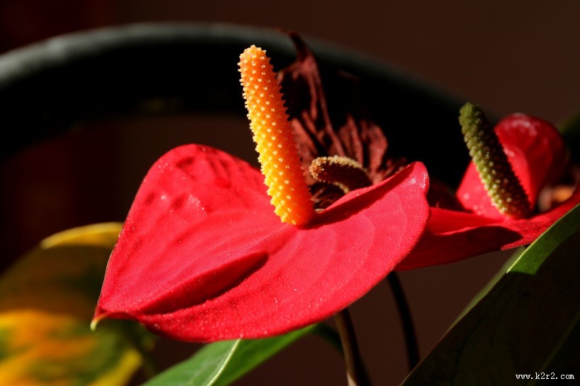 孤独的红掌图片