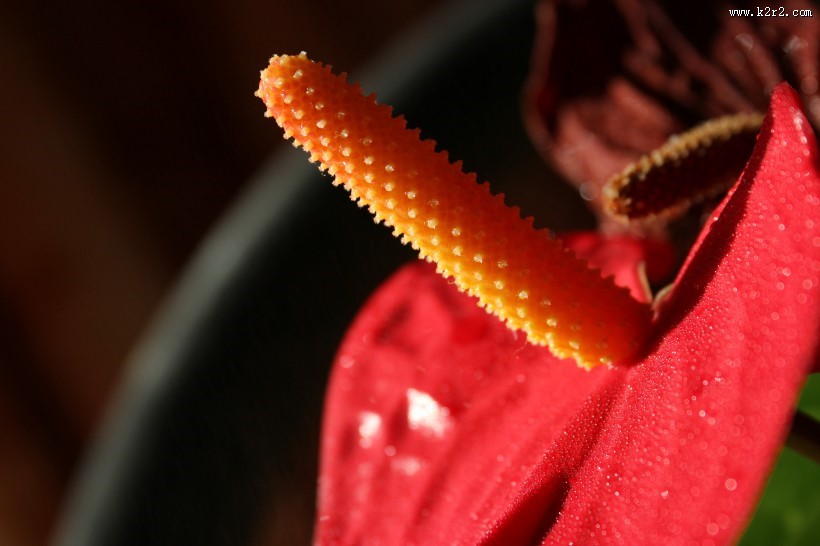 孤独的红掌图片