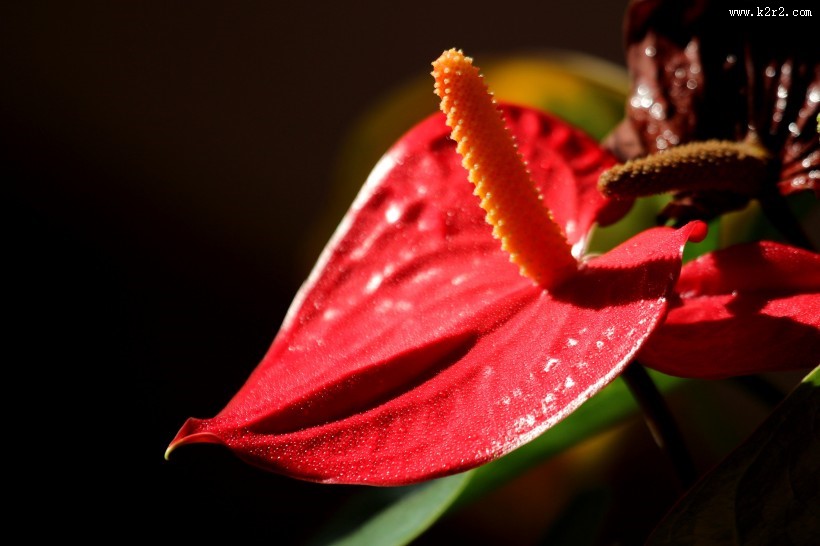 孤独的红掌图片