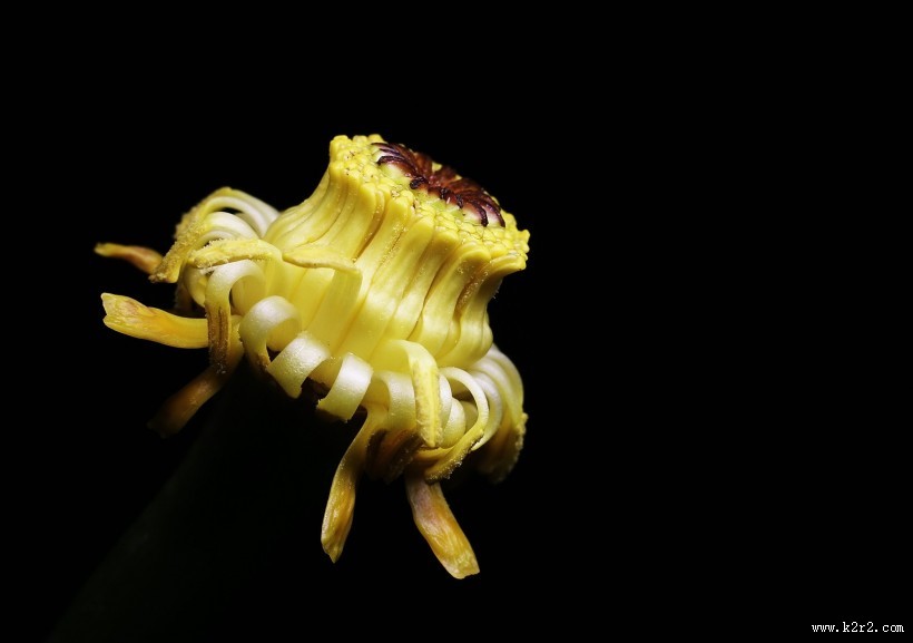 萍蓬草花图片大全